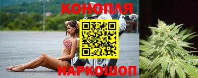 крисы Кингисепп